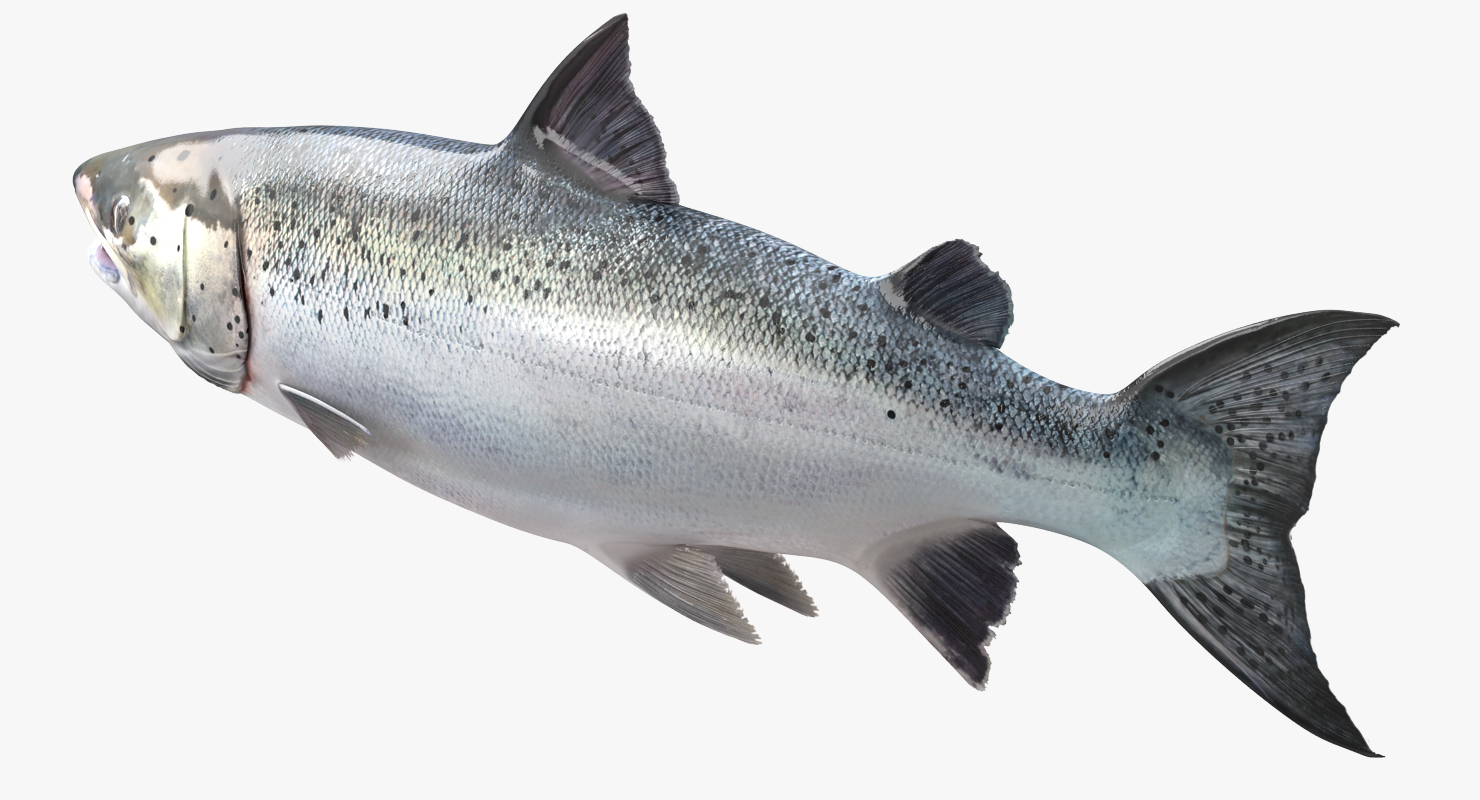 Atlantic Salmon Fish Rigged 3D