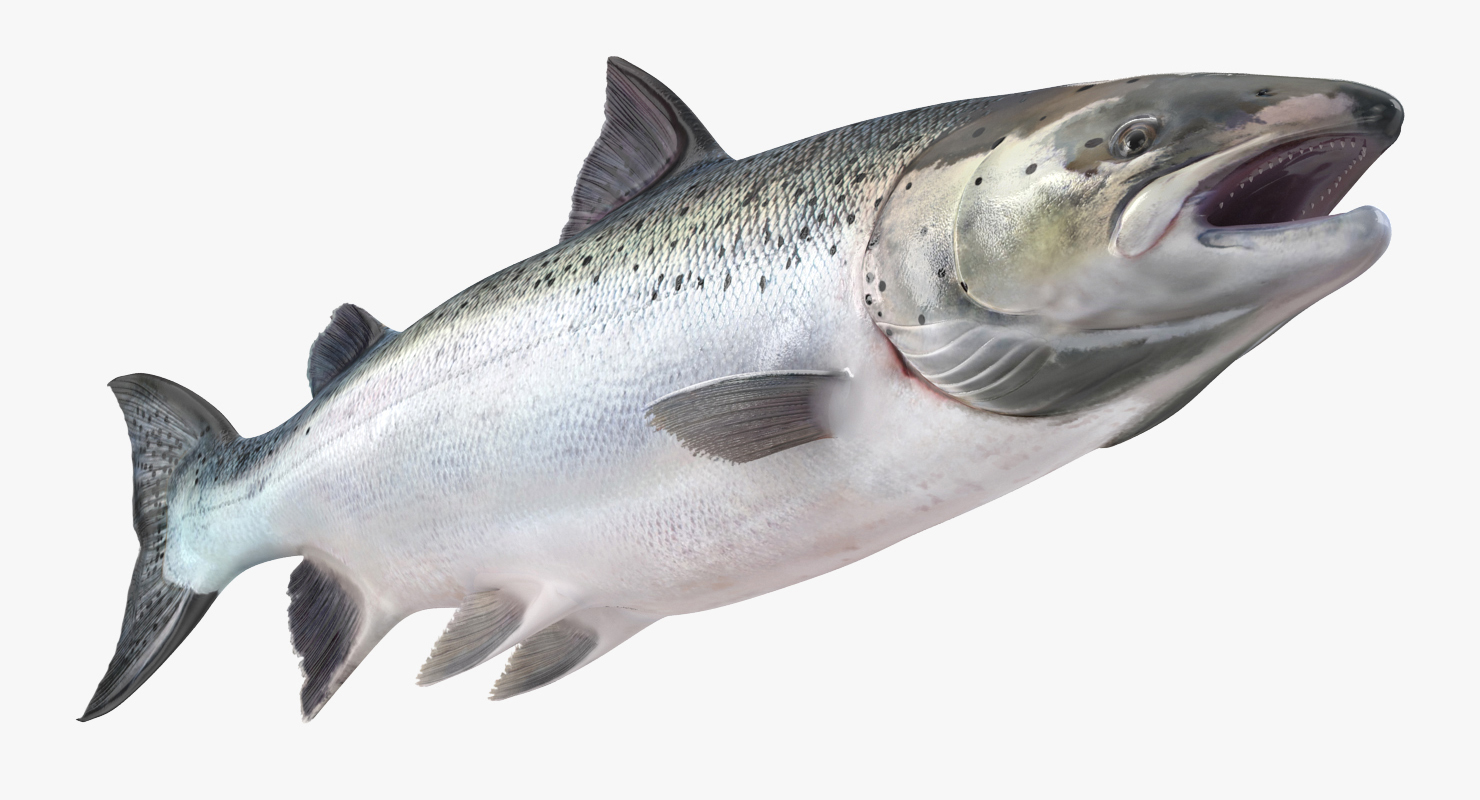 Atlantic Salmon Fish Rigged 3D