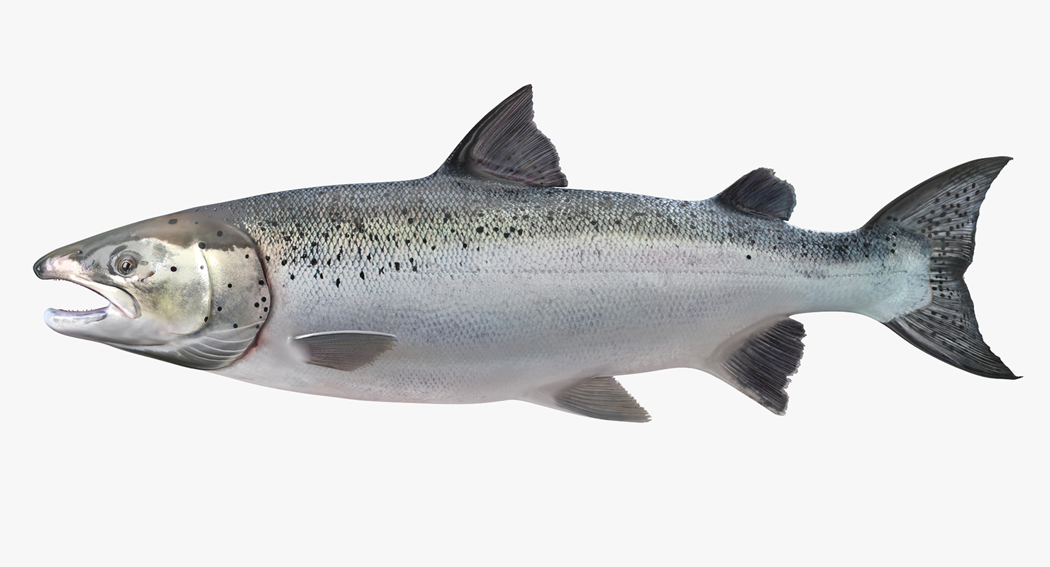 Atlantic Salmon Fish Rigged 3D