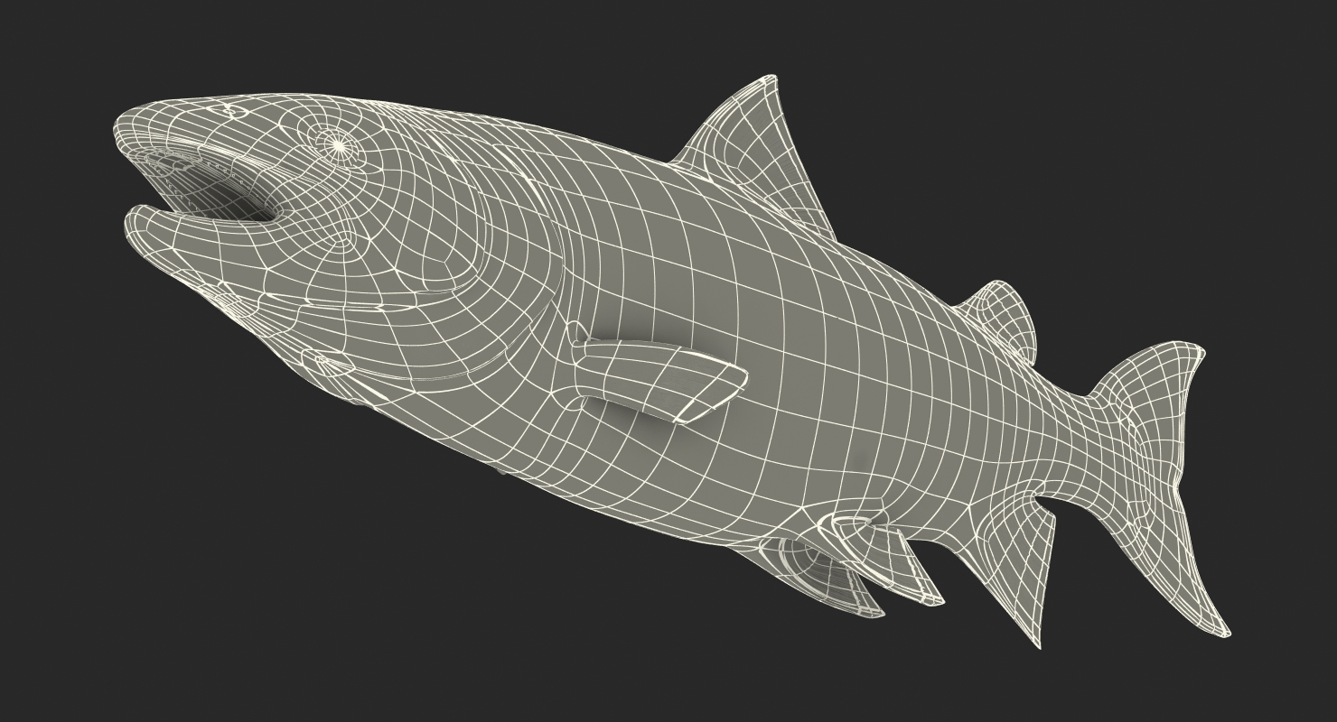 Atlantic Salmon Fish Rigged 3D
