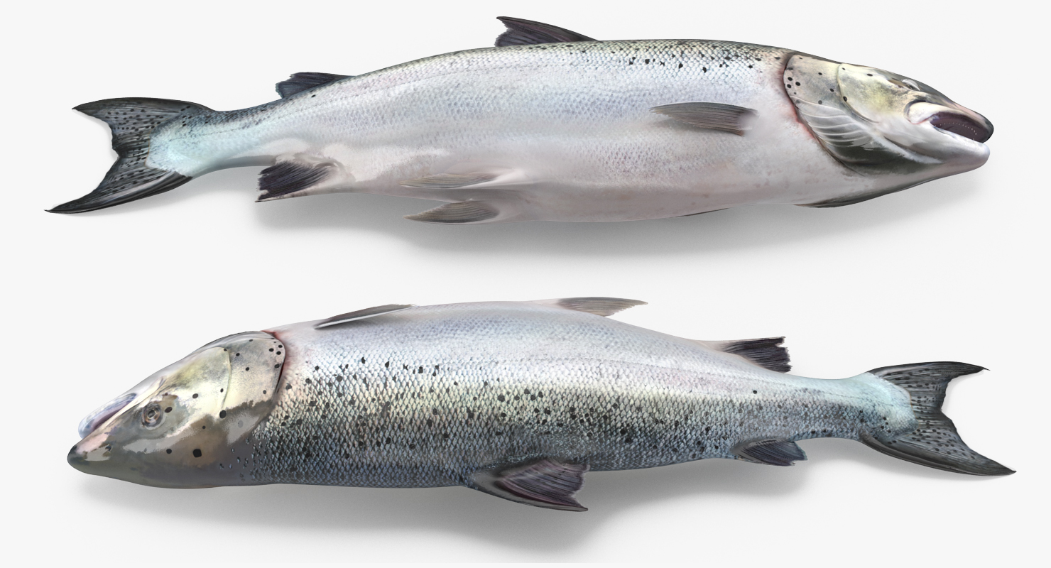 Atlantic Salmon Fish Rigged 3D