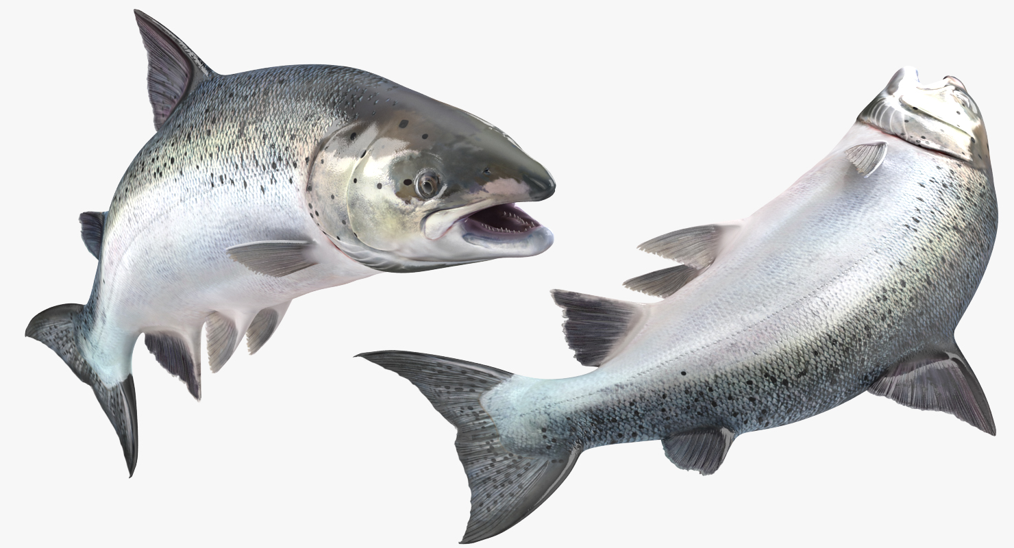 Atlantic Salmon Fish Rigged 3D