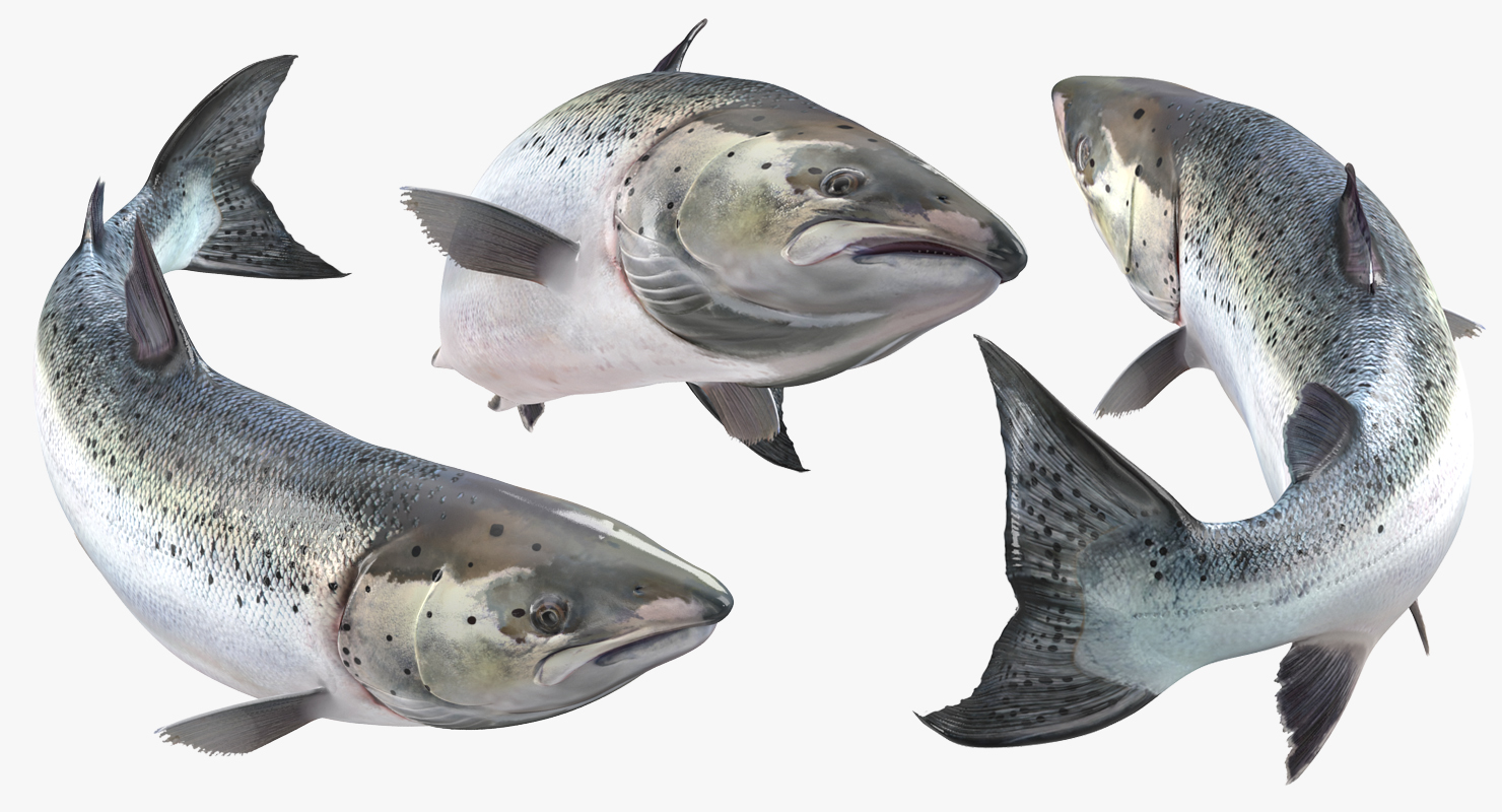 Atlantic Salmon Fish Rigged 3D