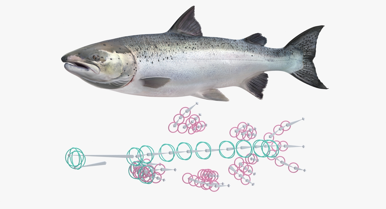 Atlantic Salmon Fish Rigged 3D