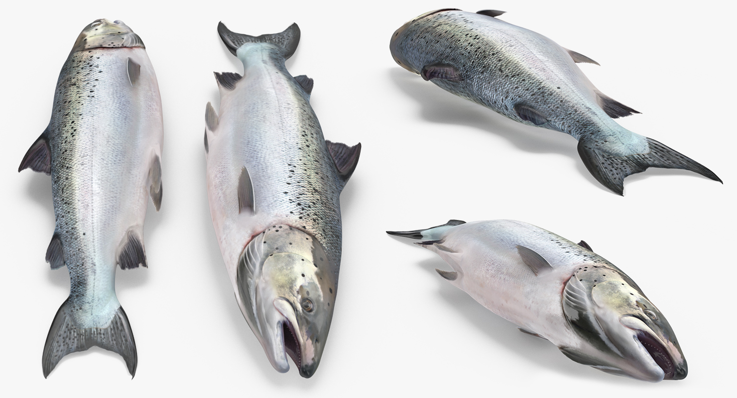 Atlantic Salmon Fish Rigged 3D