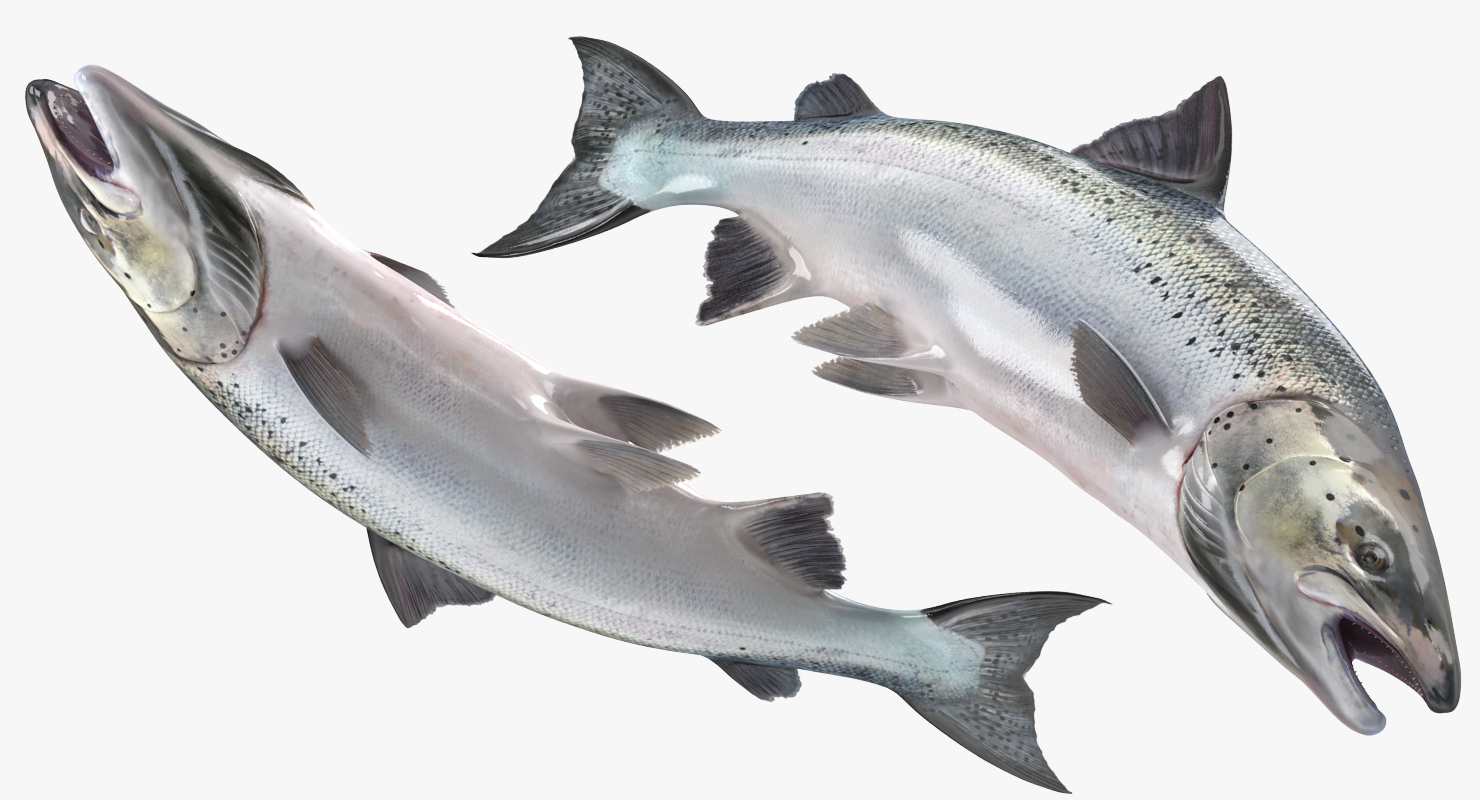 Atlantic Salmon Fish Rigged 3D