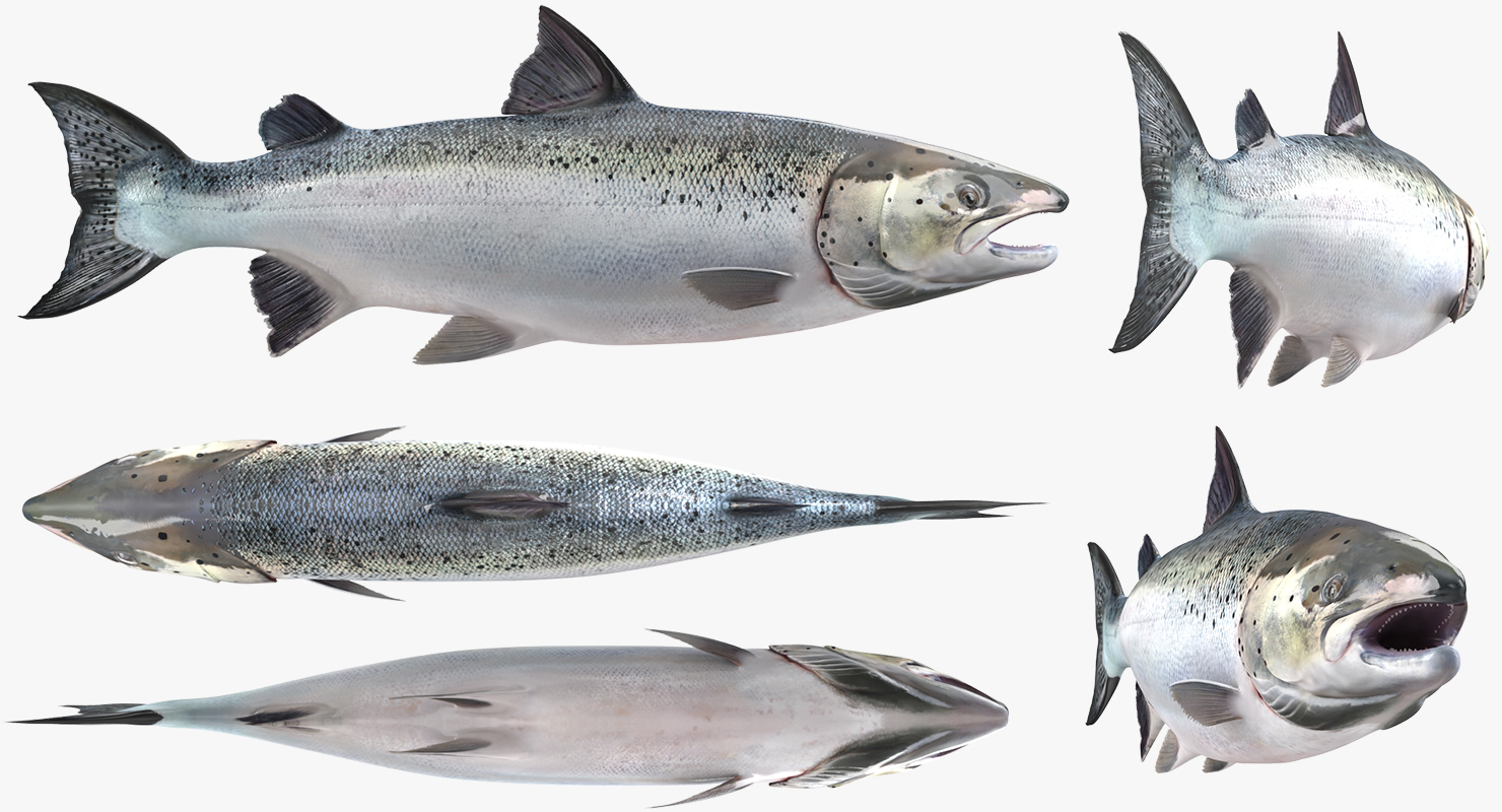 Atlantic Salmon Fish Rigged 3D