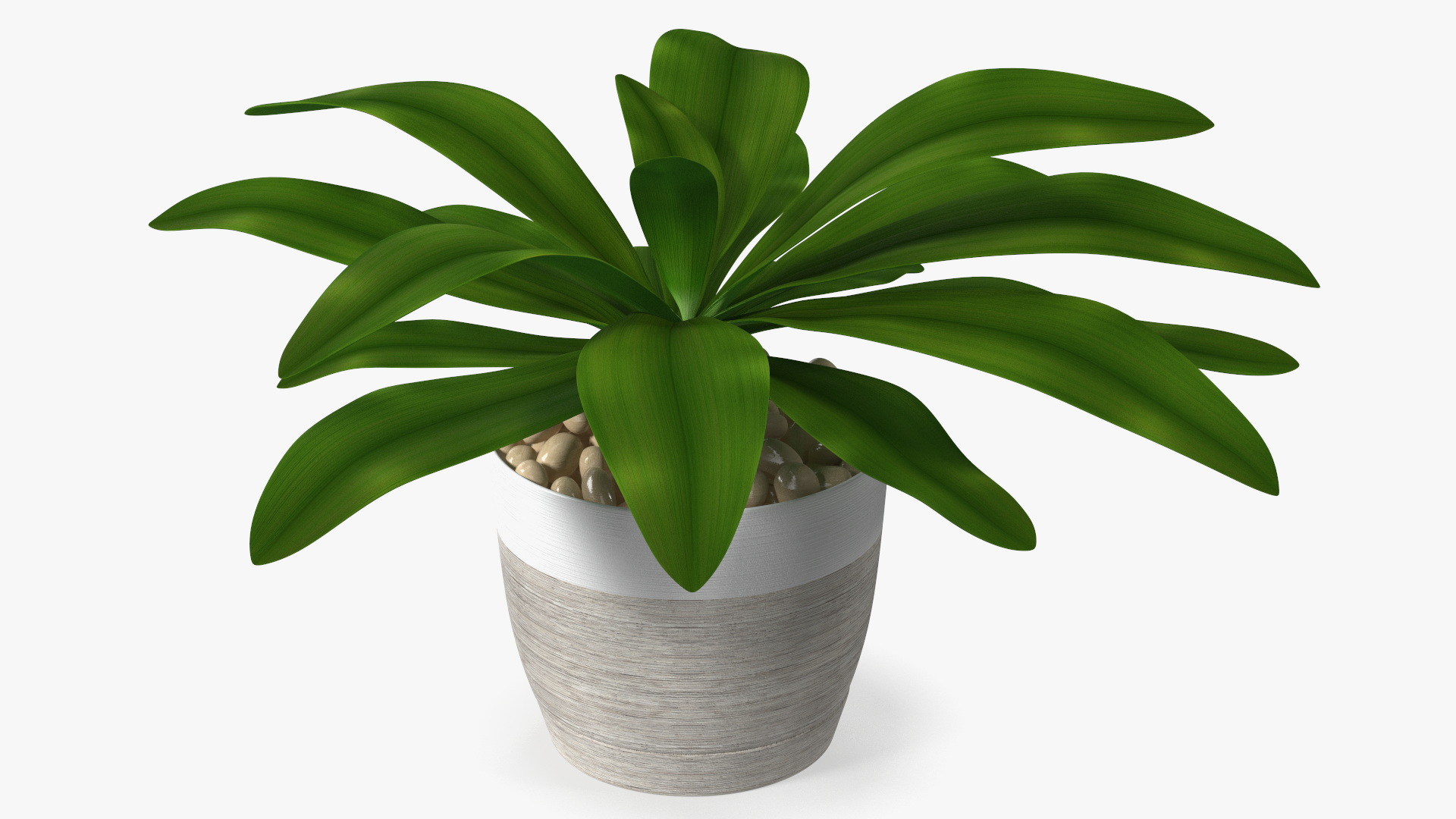 3D Indoor Plant Glauca Cordyline Potted
