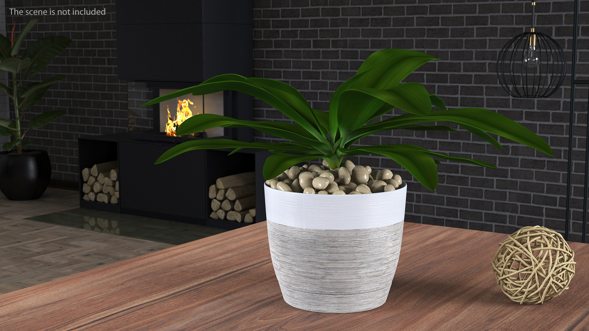 3D Indoor Plant Glauca Cordyline Potted