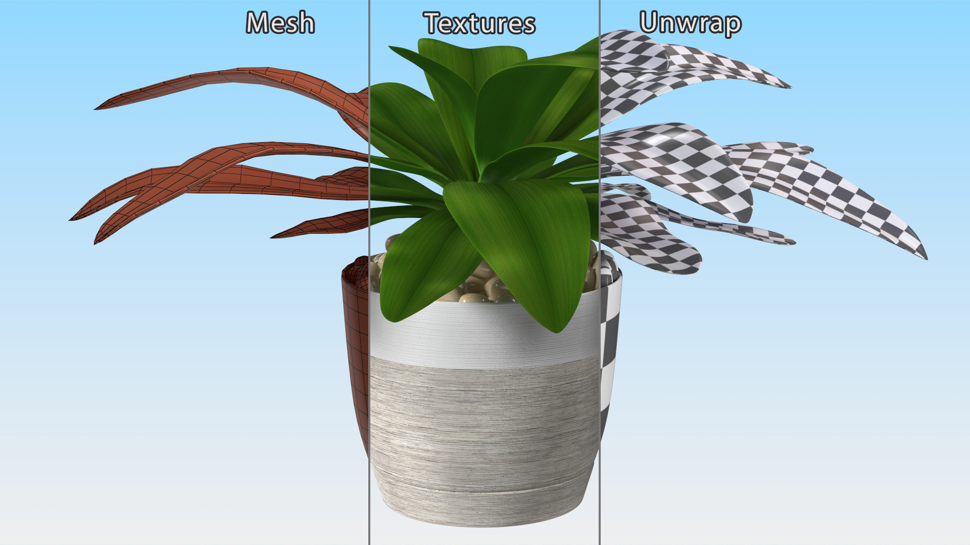 3D Indoor Plant Glauca Cordyline Potted