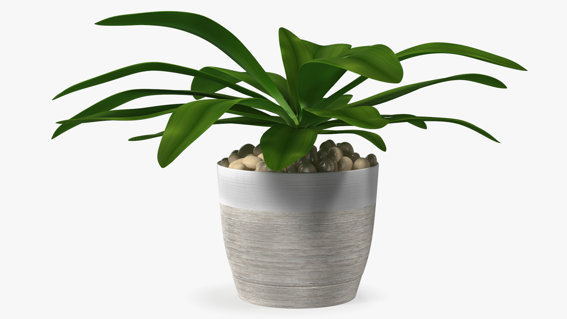 3D Indoor Plant Glauca Cordyline Potted