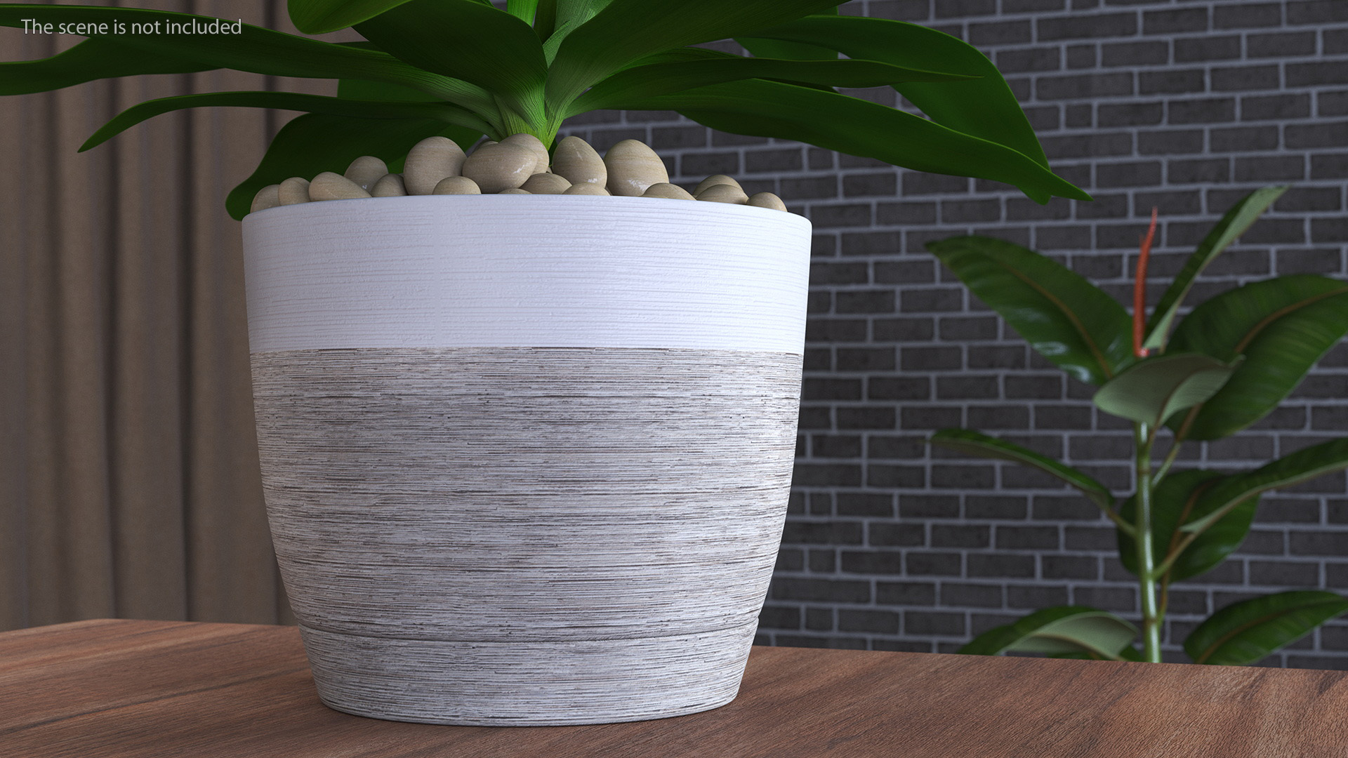3D Indoor Plant Glauca Cordyline Potted