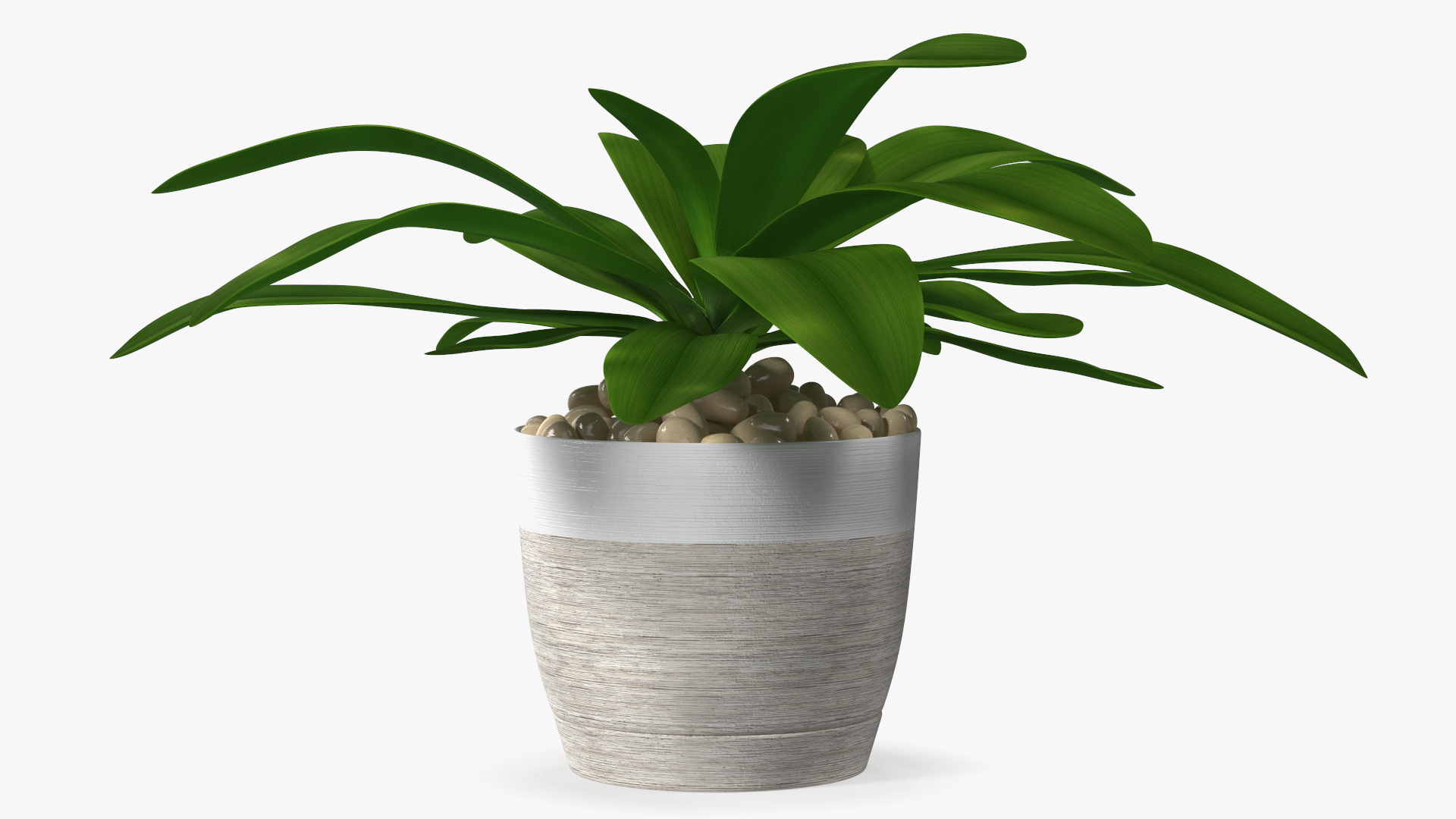 3D Indoor Plant Glauca Cordyline Potted