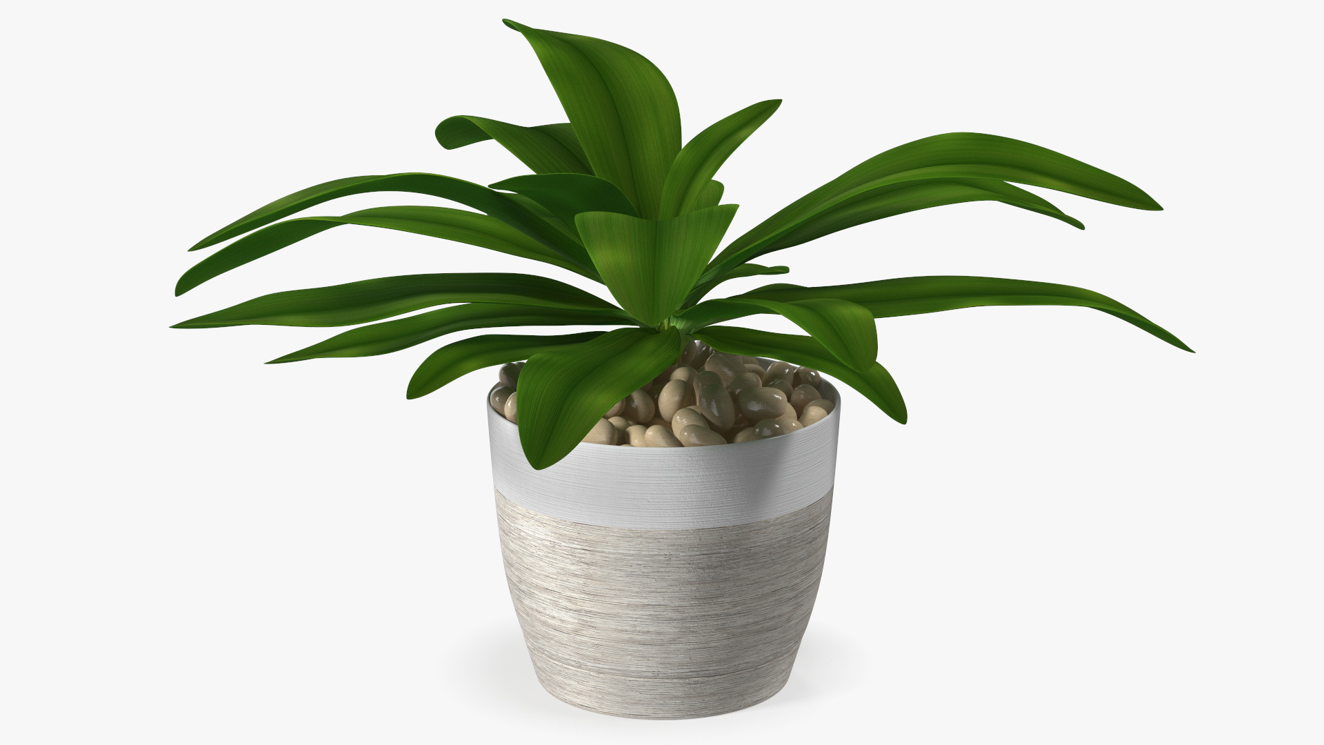3D Indoor Plant Glauca Cordyline Potted
