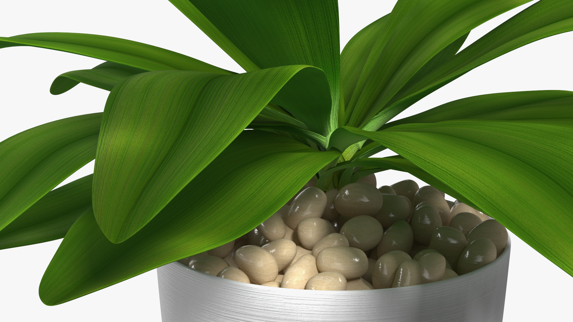 3D Indoor Plant Glauca Cordyline Potted