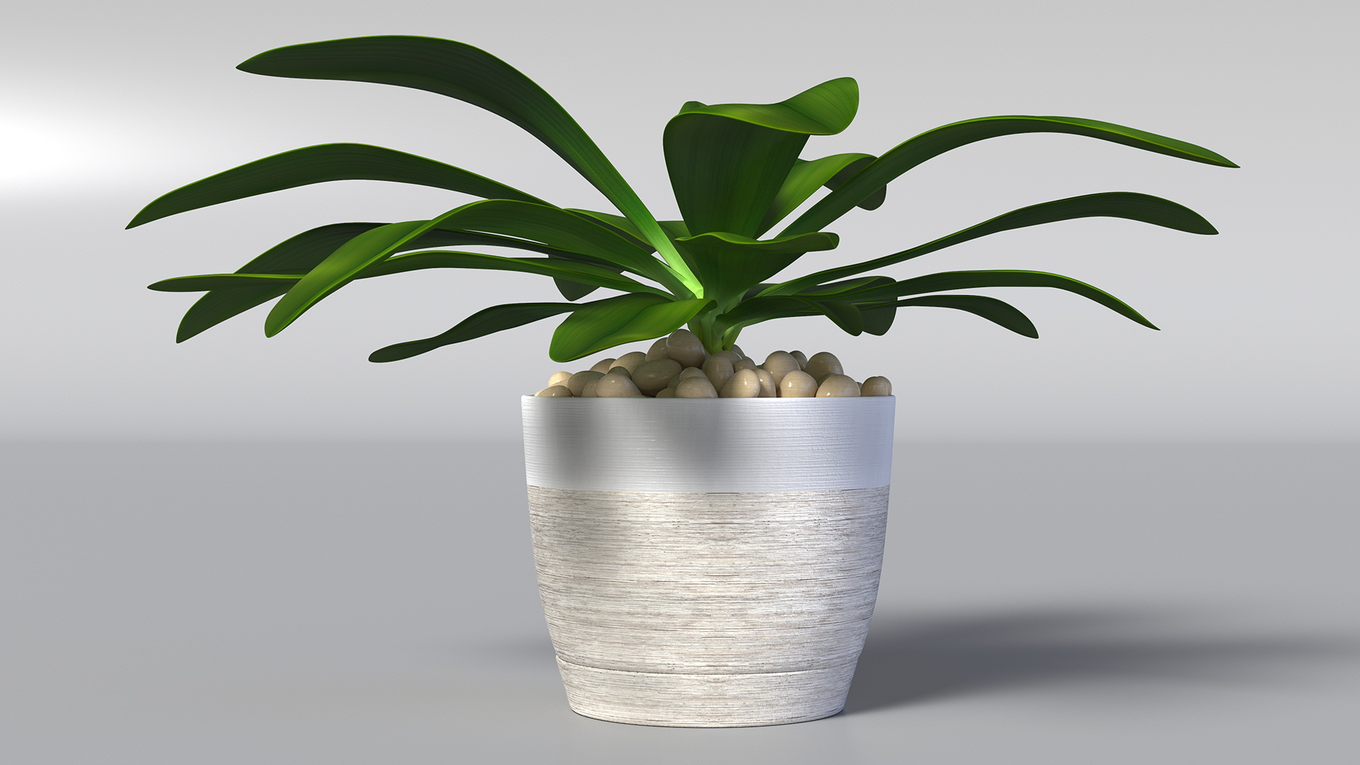 3D Indoor Plant Glauca Cordyline Potted