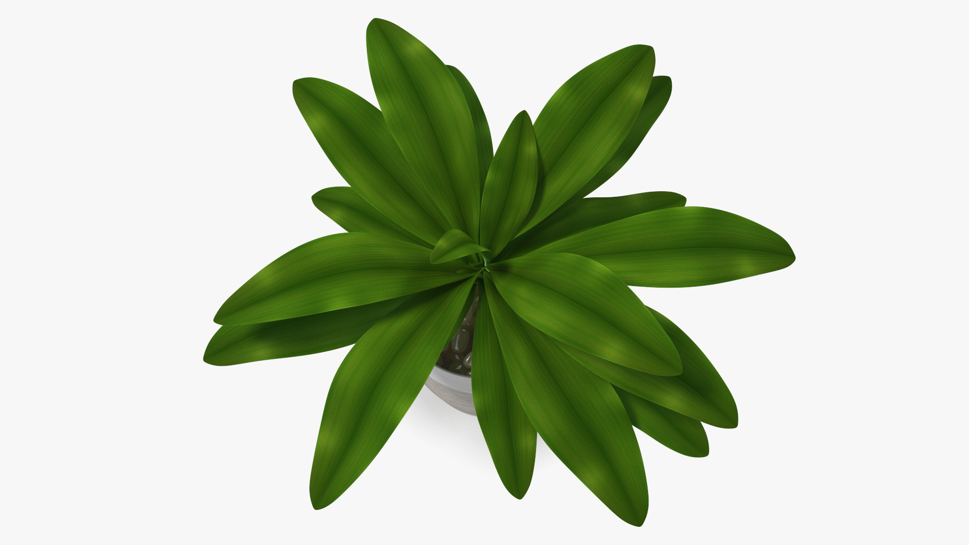 3D Indoor Plant Glauca Cordyline Potted