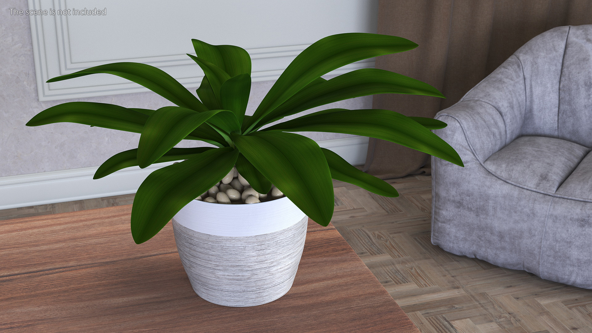 3D Indoor Plant Glauca Cordyline Potted
