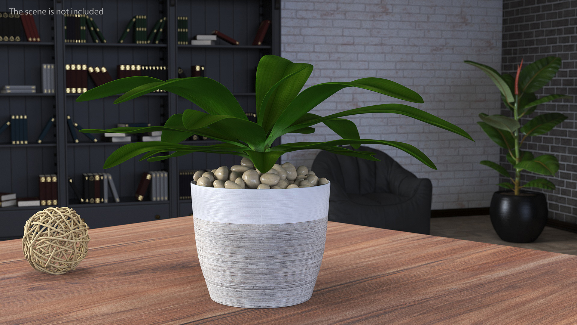3D Indoor Plant Glauca Cordyline Potted
