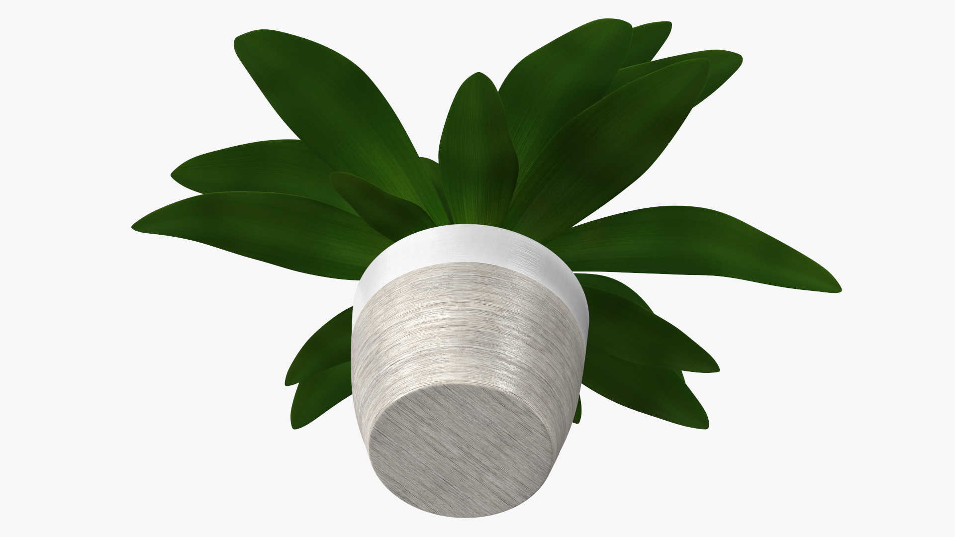 3D Indoor Plant Glauca Cordyline Potted
