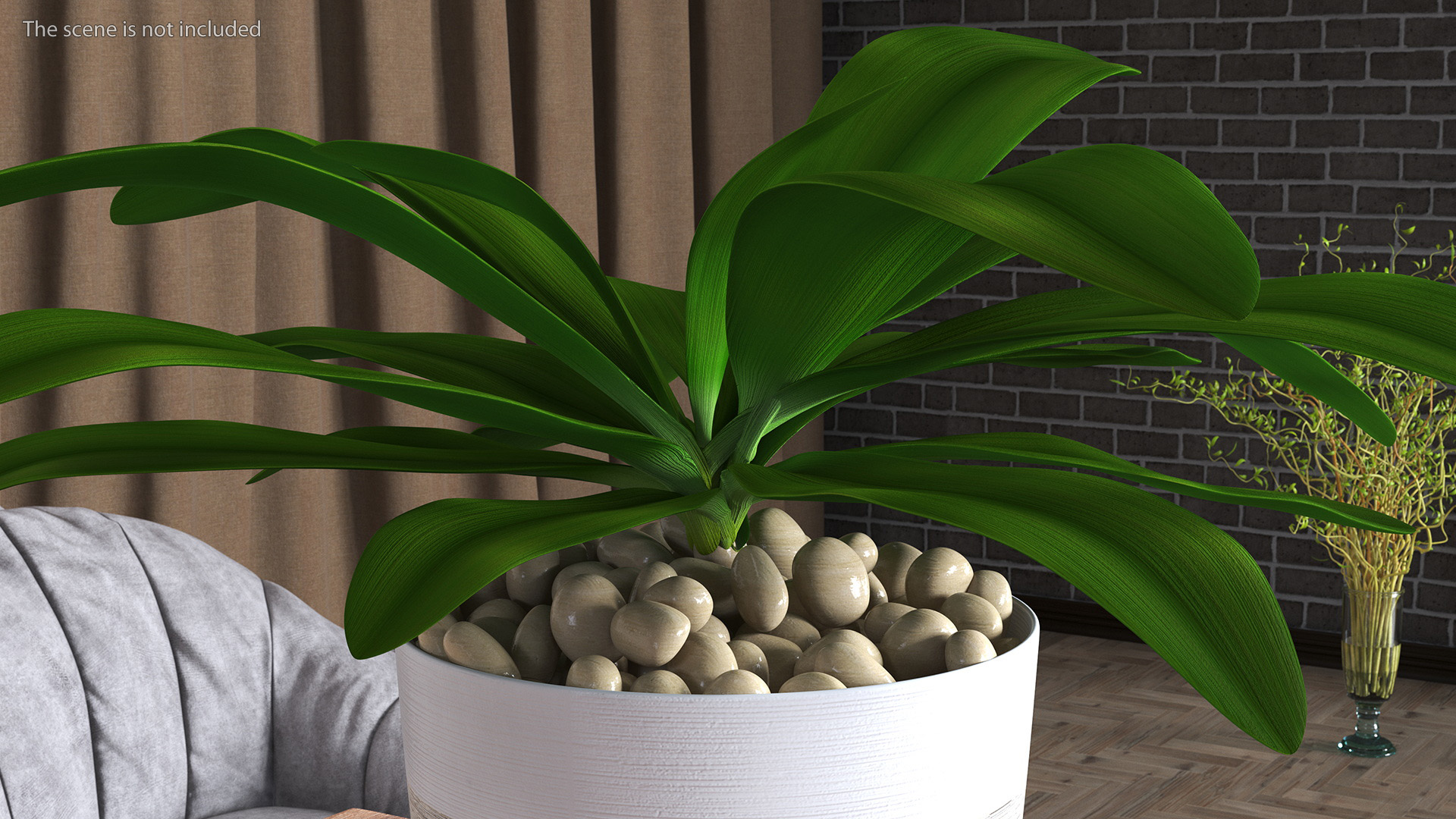 3D Indoor Plant Glauca Cordyline Potted