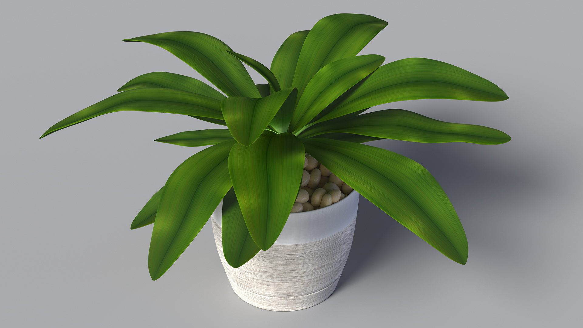 3D Indoor Plant Glauca Cordyline Potted