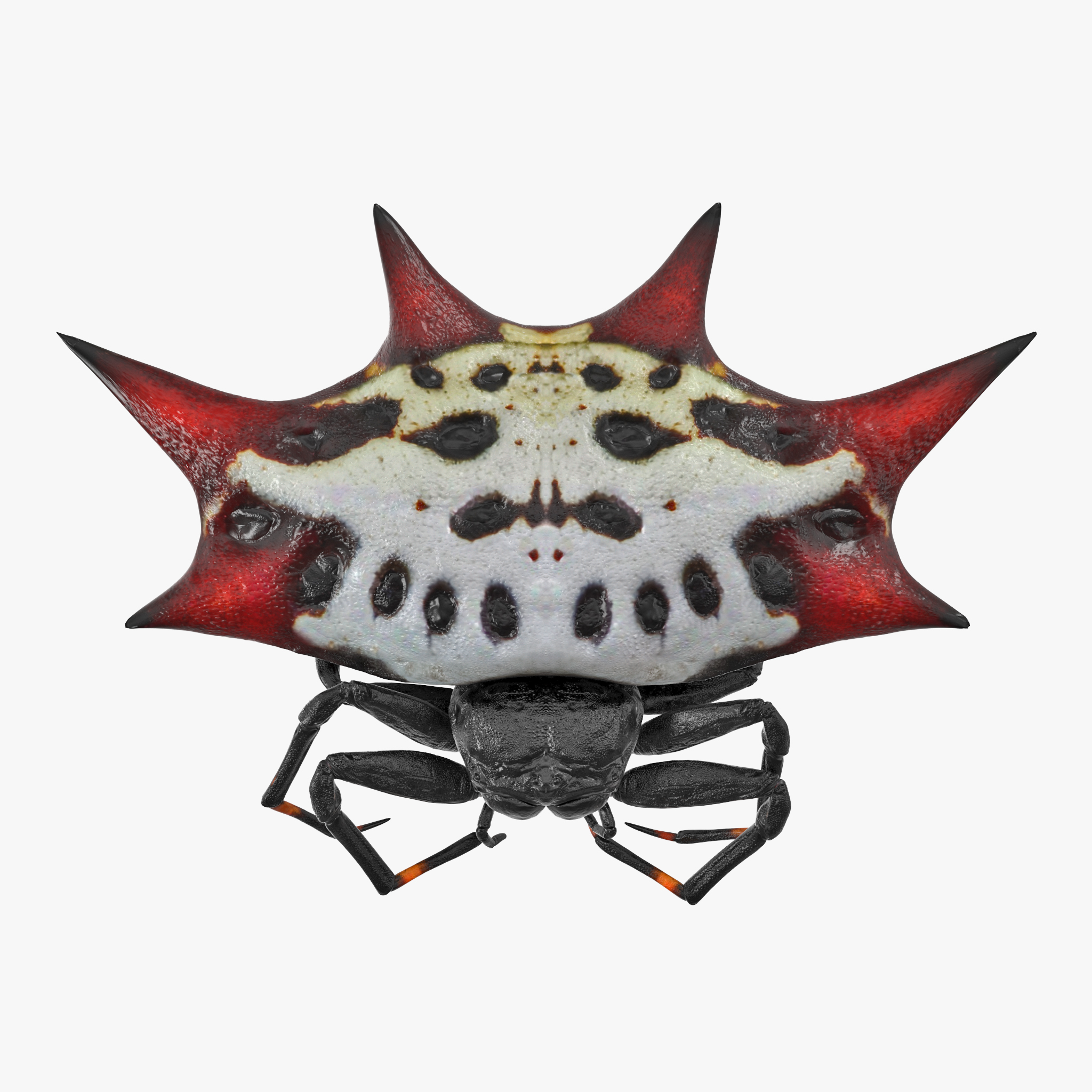 Gasteracantha Spider, view 7
