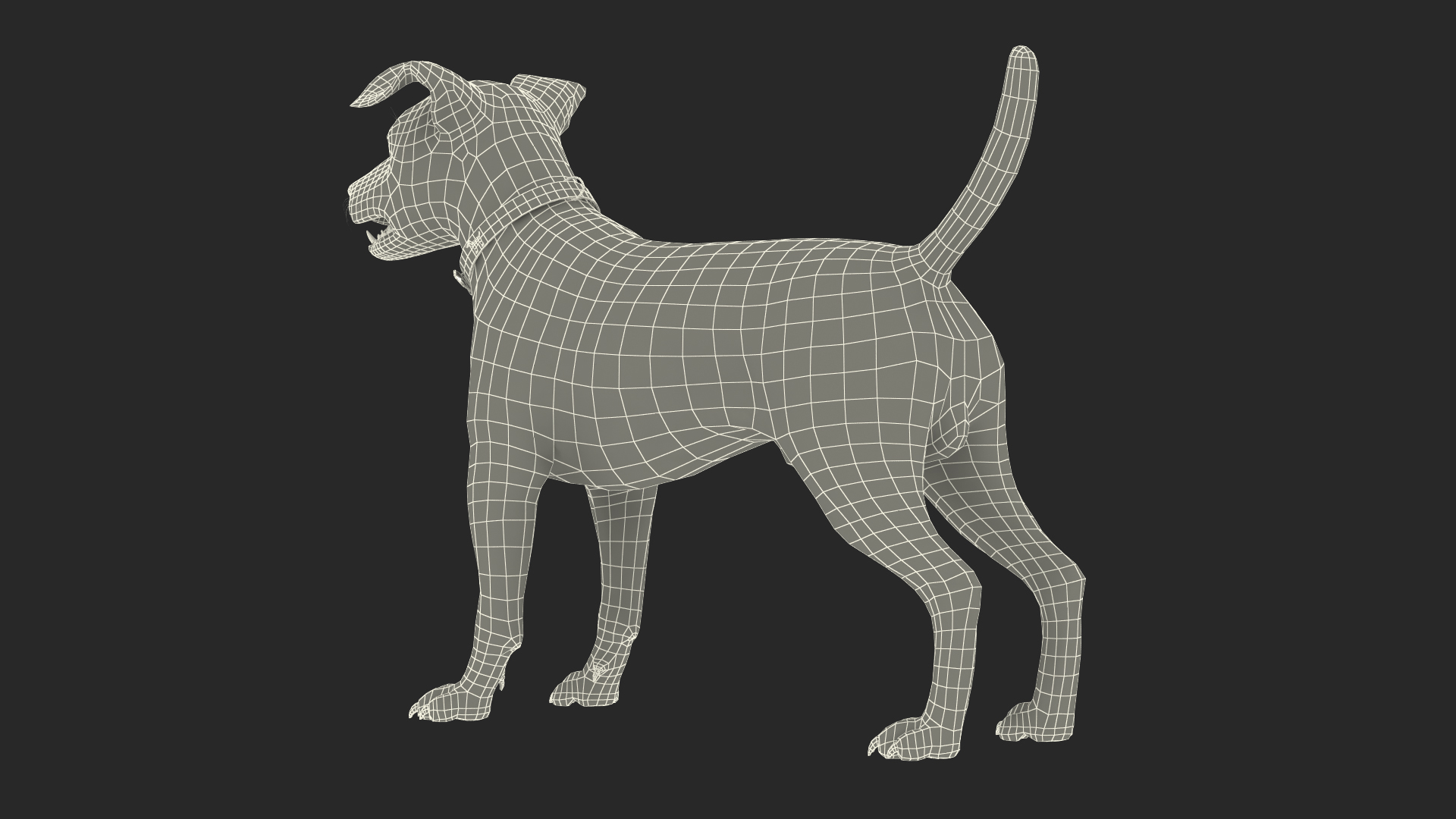 White Jack Russell Terrier Fur Rigged 3D