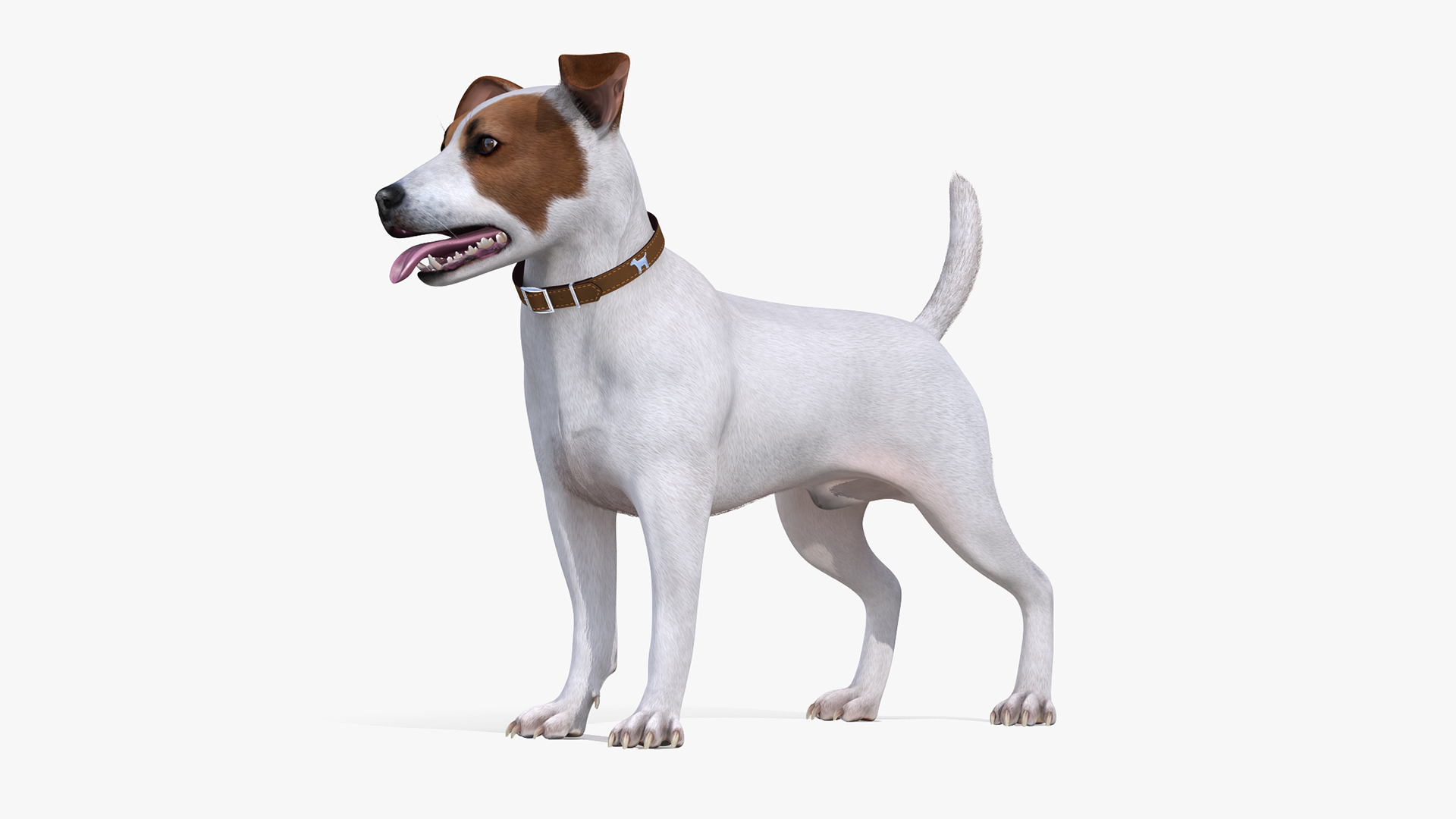 White Jack Russell Terrier Fur Rigged 3D