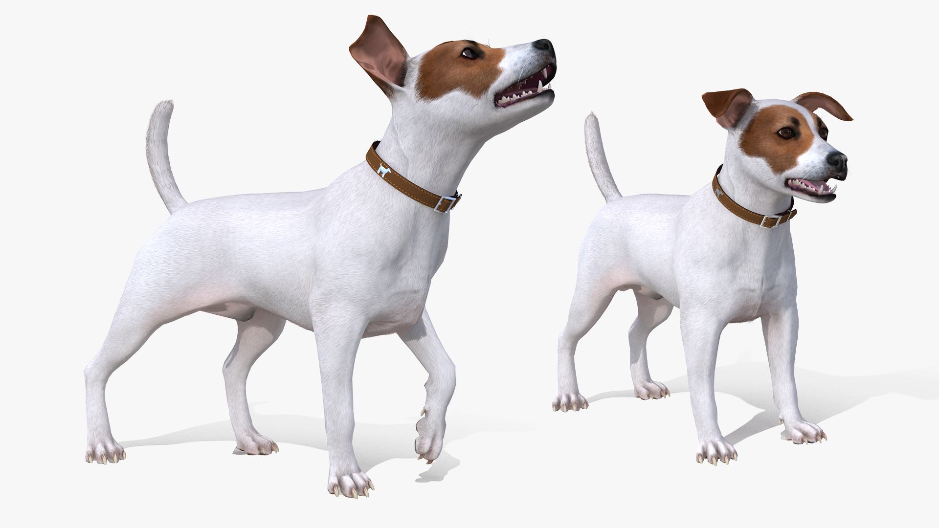 White Jack Russell Terrier Fur Rigged 3D