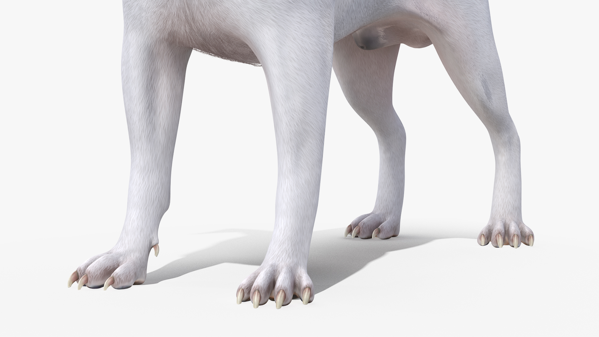 White Jack Russell Terrier Fur Rigged 3D