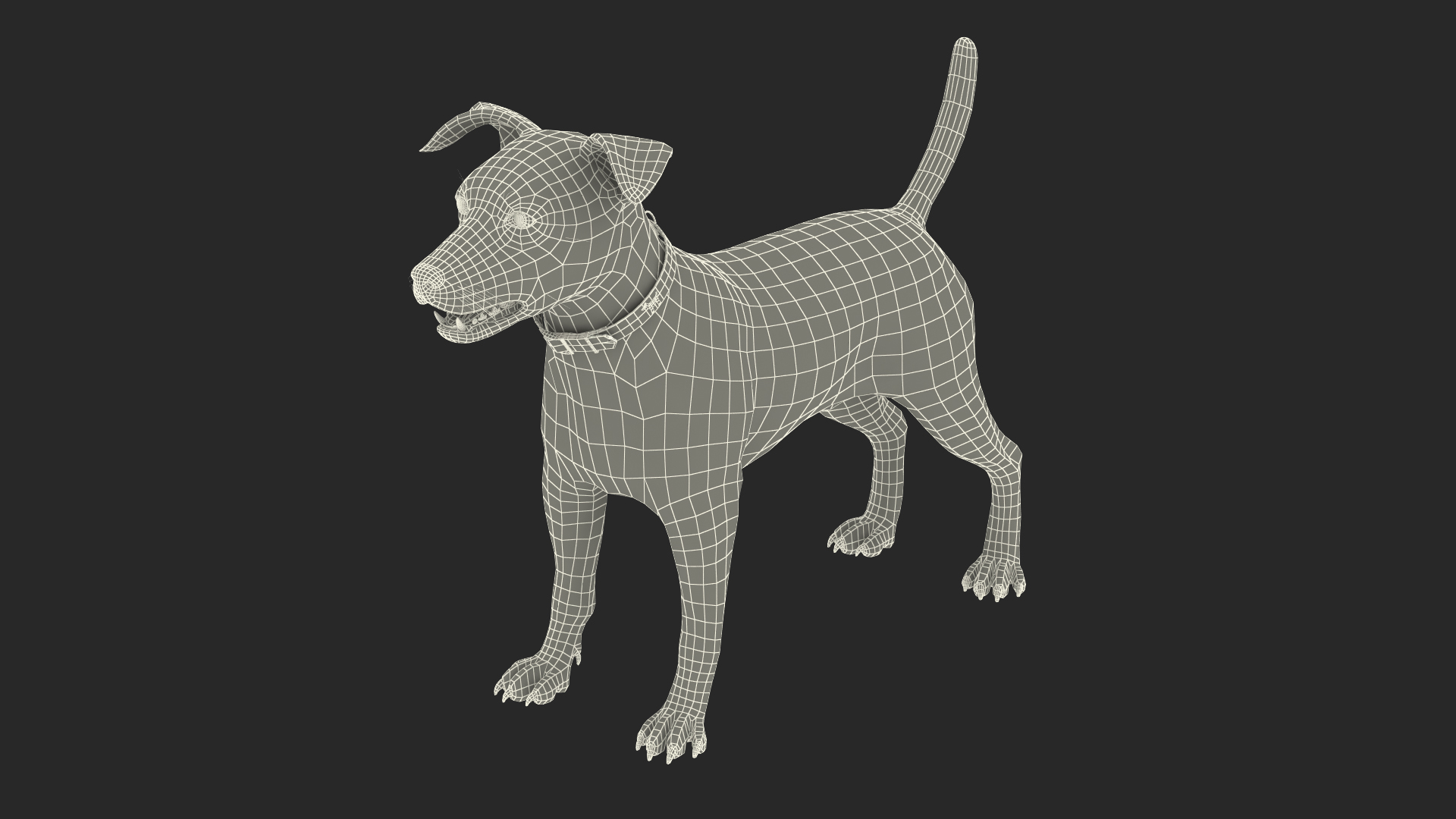 White Jack Russell Terrier Fur Rigged 3D