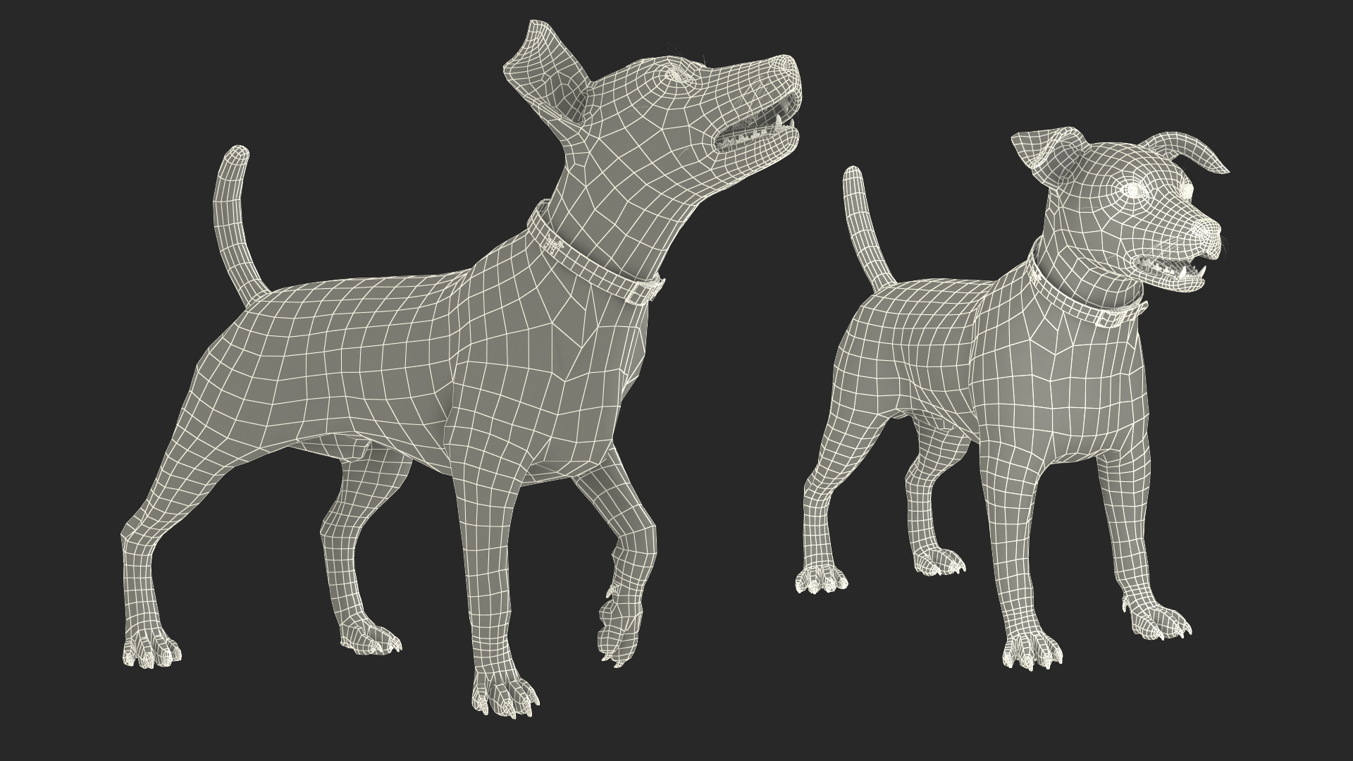 White Jack Russell Terrier Fur Rigged 3D
