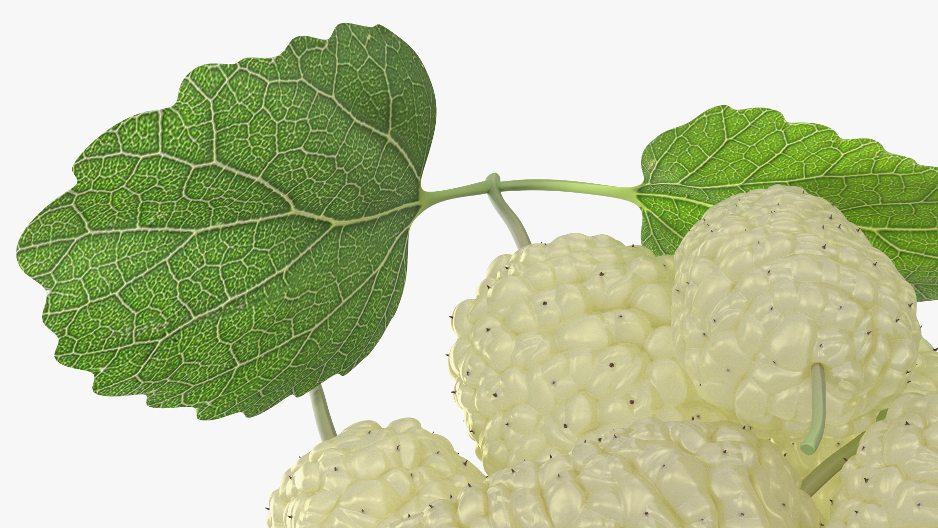 3D Pile of Mulberry Fruit White model