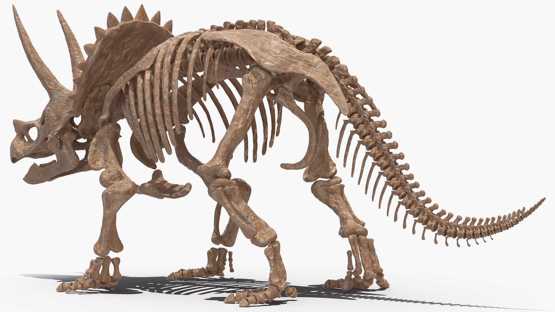 Triceratops Skeleton Fossil 3D