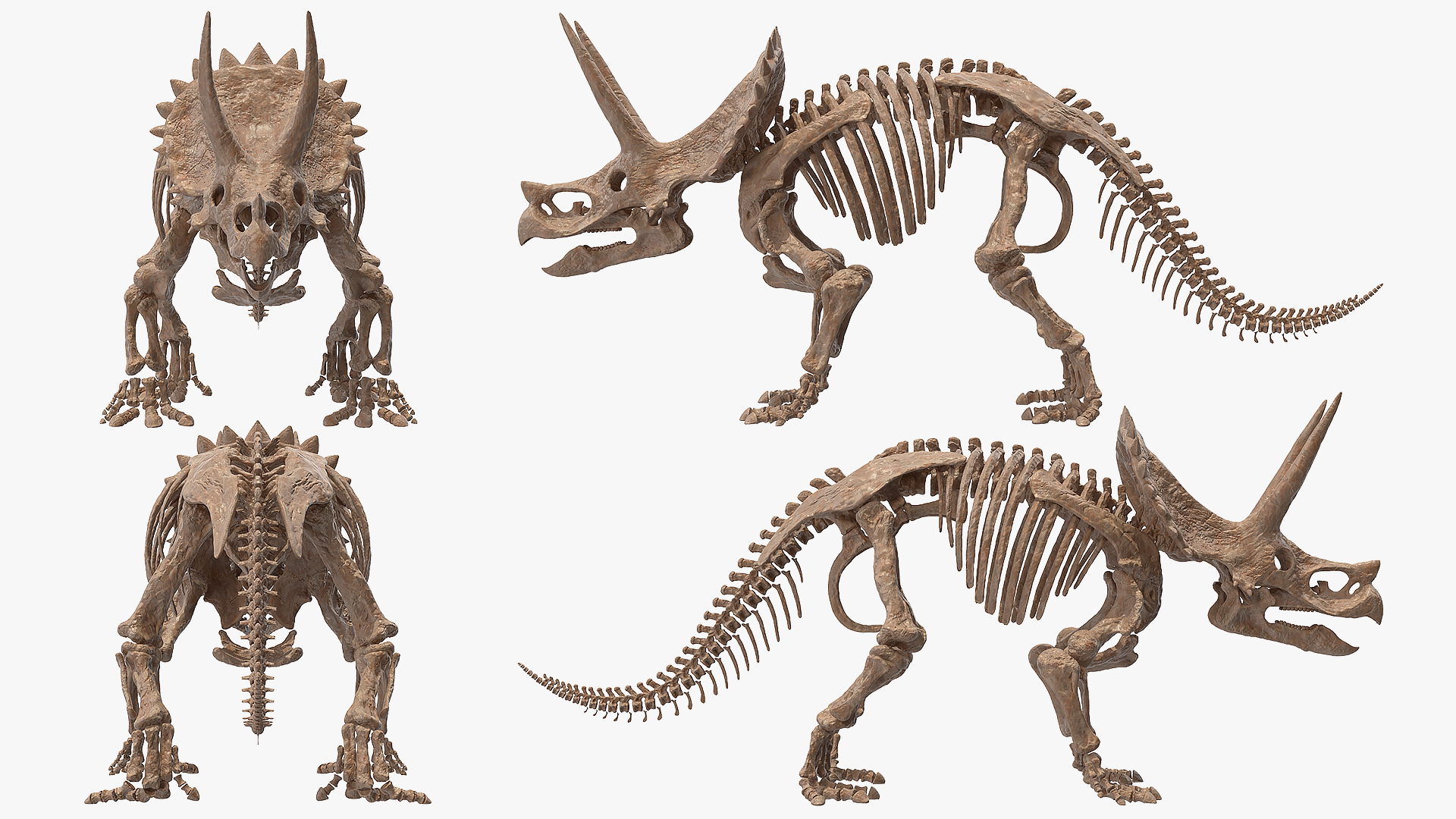 Triceratops Skeleton Fossil 3D