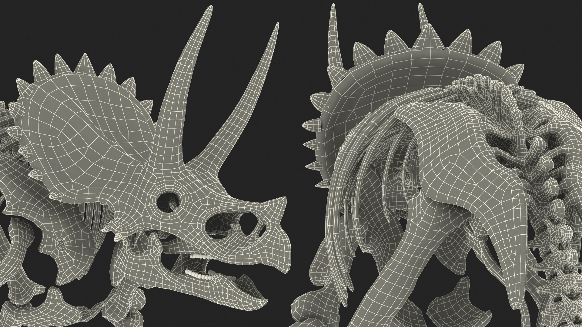 Triceratops Skeleton Fossil 3D