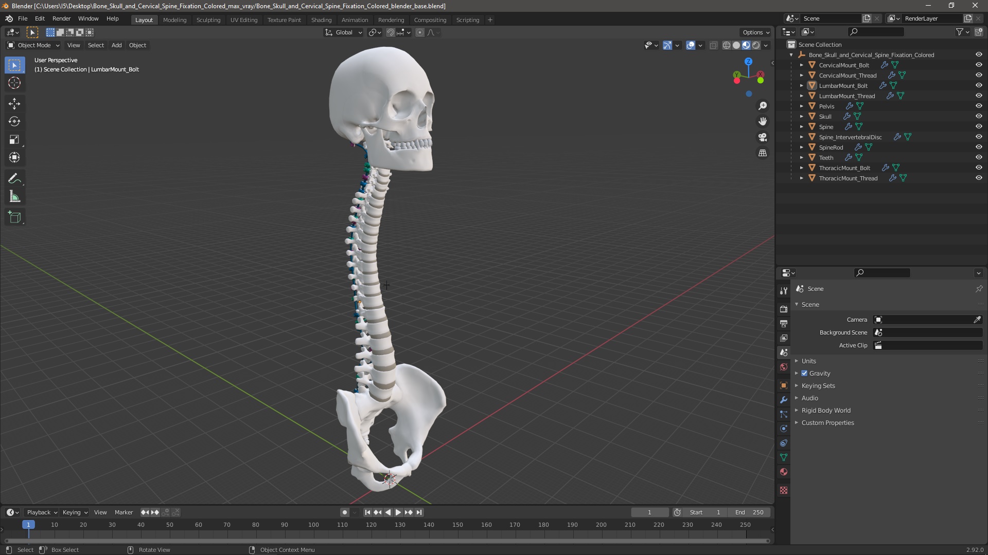 3D Bone Skull and Cervical Spine Fixation Colored
