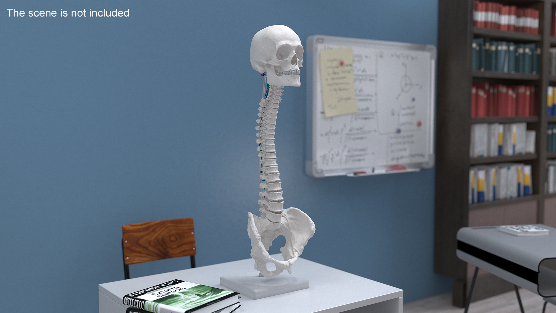 3D Bone Skull and Cervical Spine Fixation Colored
