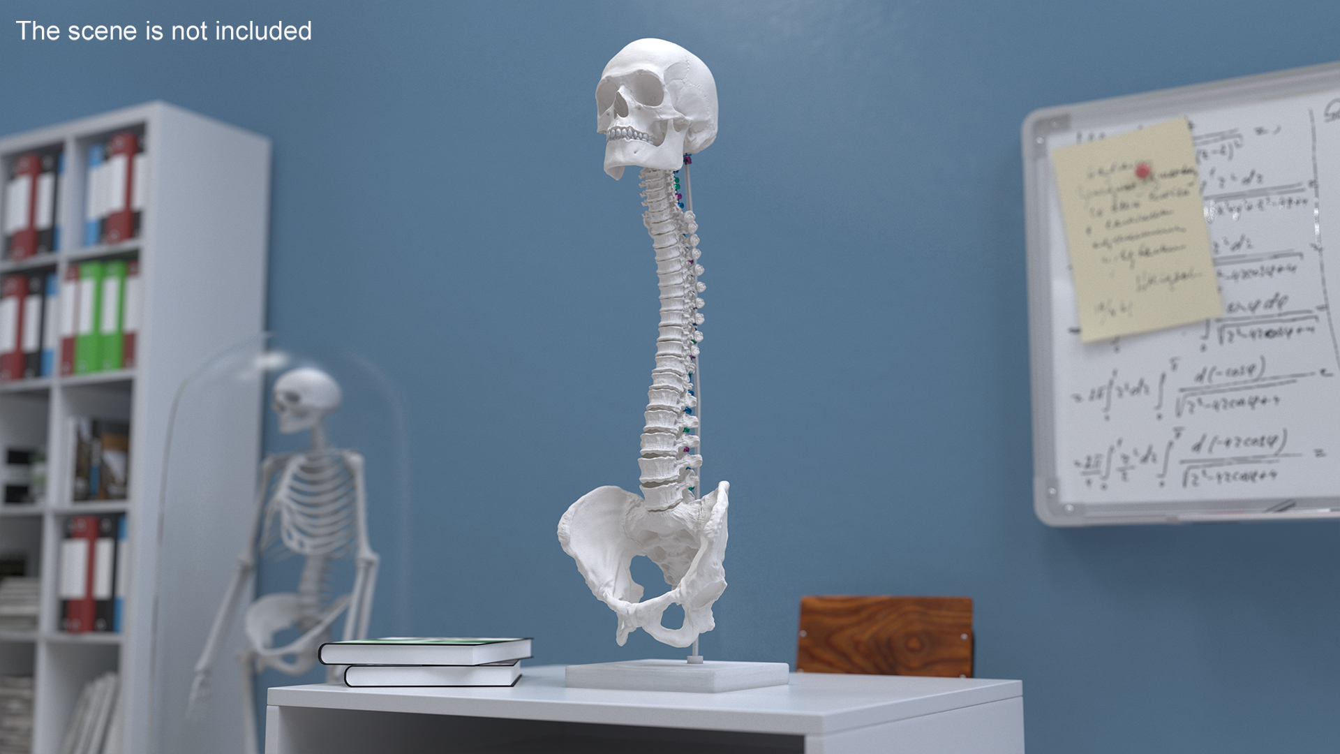3D Bone Skull and Cervical Spine Fixation Colored