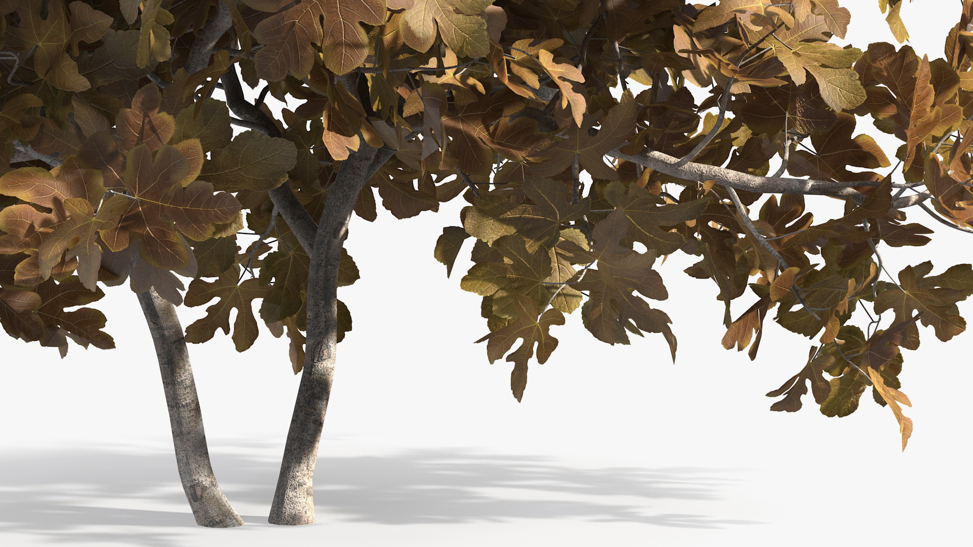 3D Autumn Fig Tree Two Trunks