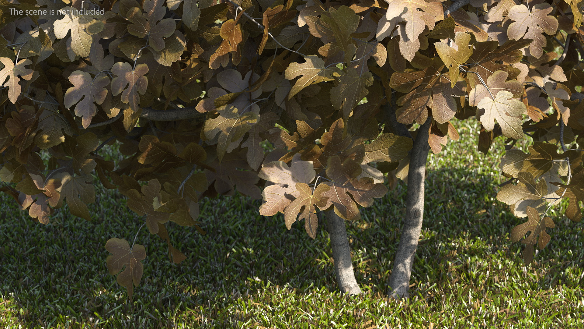 3D Autumn Fig Tree Two Trunks