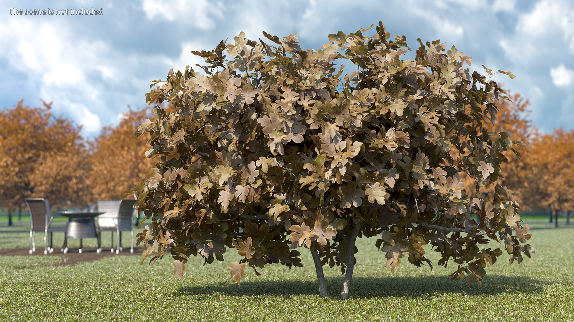 3D Autumn Fig Tree Two Trunks
