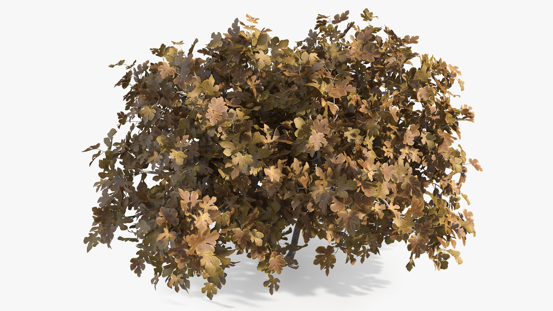 3D Autumn Fig Tree Two Trunks