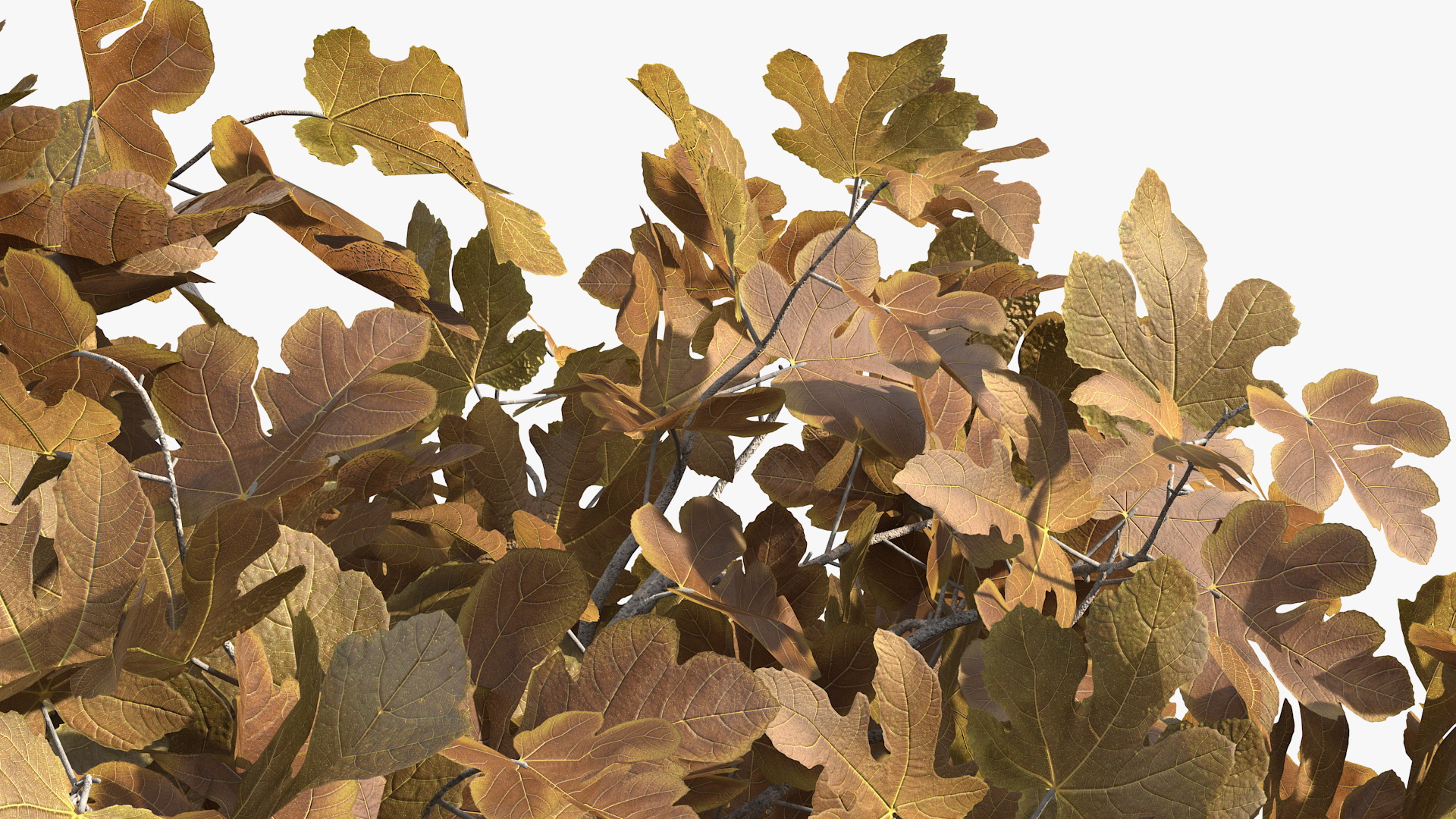 3D Autumn Fig Tree Two Trunks