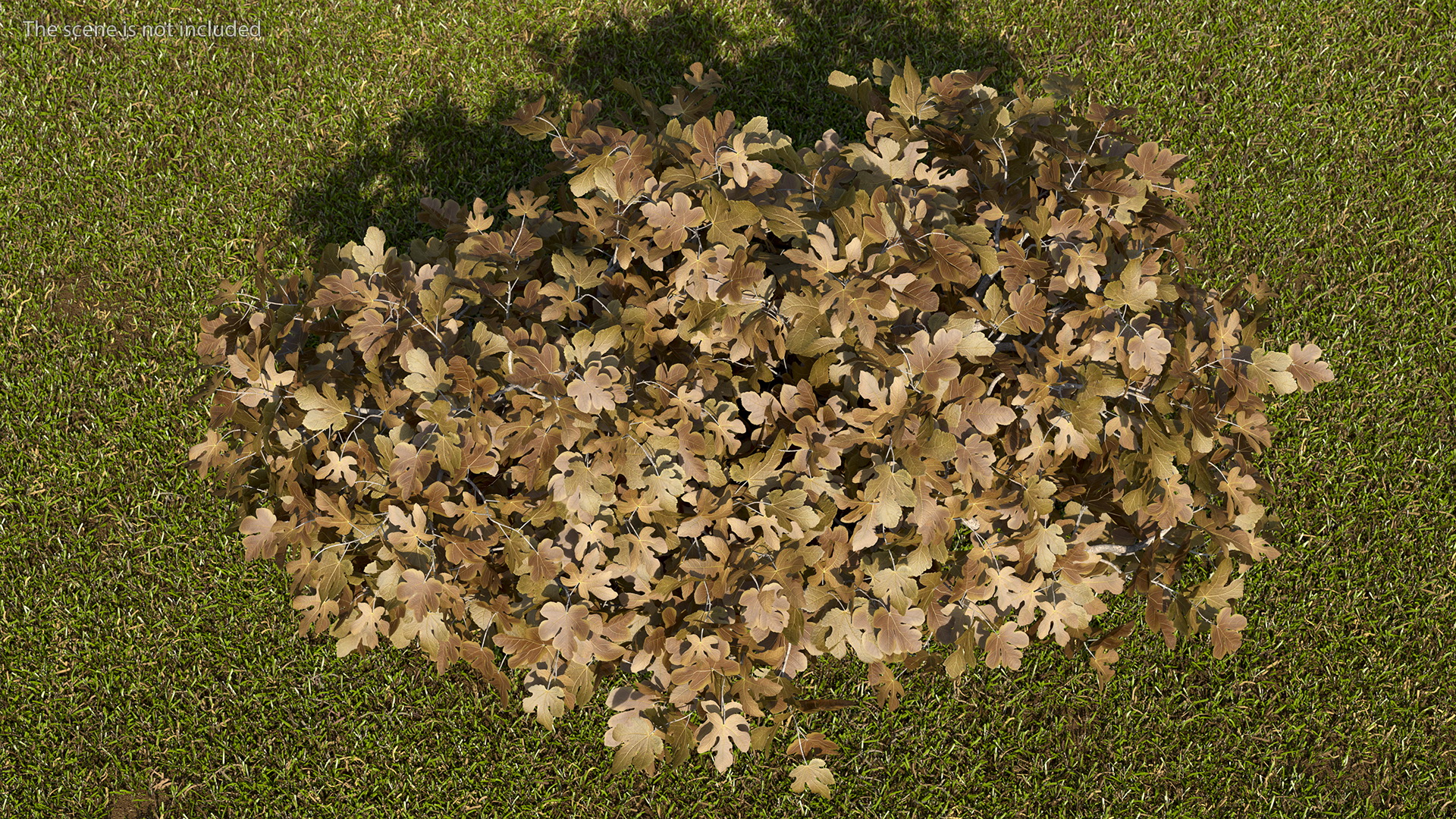 3D Autumn Fig Tree Two Trunks