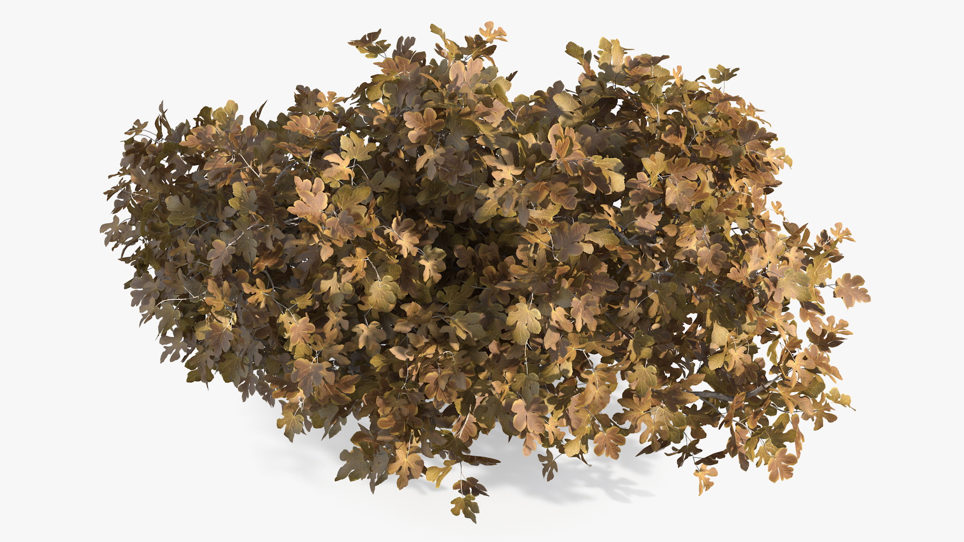 3D Autumn Fig Tree Two Trunks