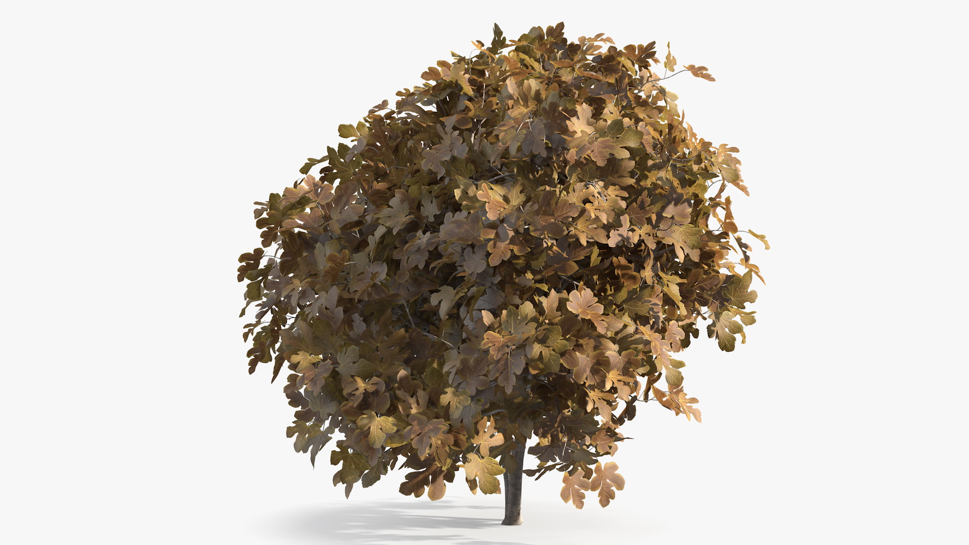 3D Autumn Fig Tree Two Trunks