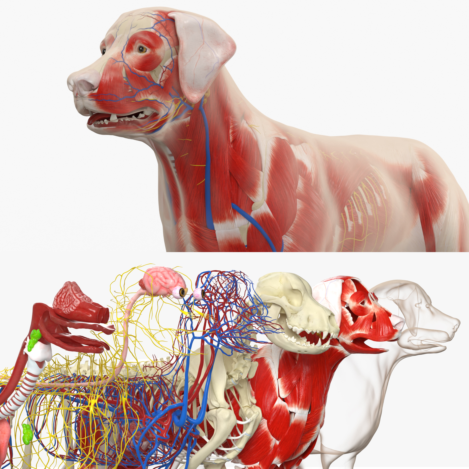 Canine Full Anatomy Model with Transparent Body, view 3