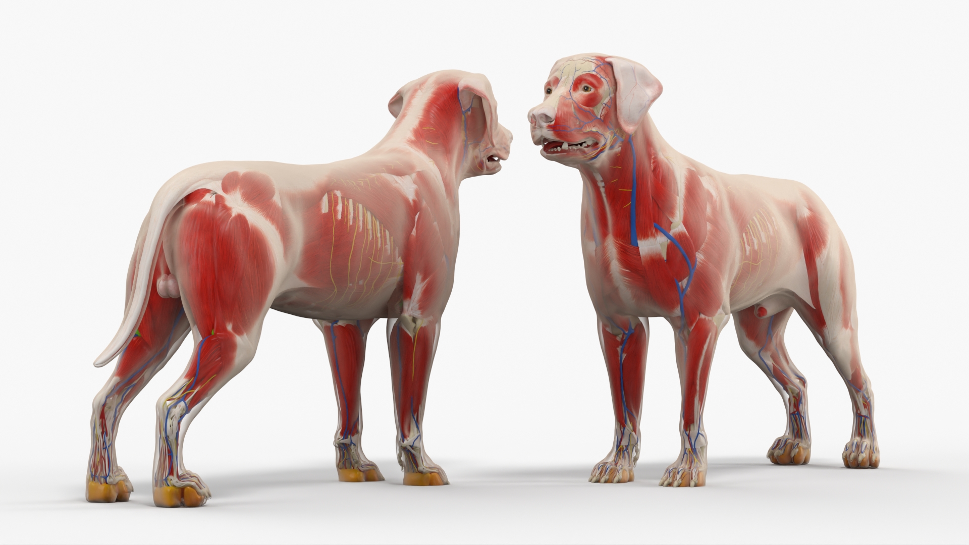 Canine Full Anatomy Model with Transparent Body, view 4